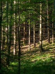 Blick in Wald auf Nadelholzstämme