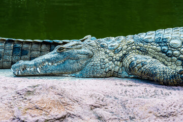 Sunbathing Nile Crocodile (Crocodylus niloticus)