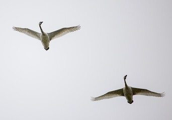 Pair of Trumpeter swans (Cygnus buccinator) flying overcast winter day
