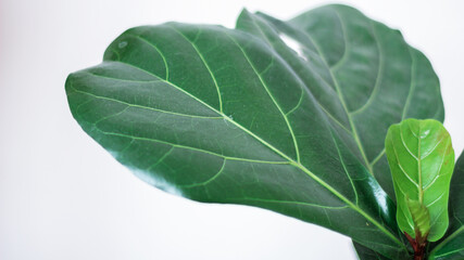 Obraz premium Creative layout of colorful tropical leaves on a white background. Minimal summer exotic concept with copy space. there is a beautiful ficus tree. Stylish modern interior. Green house plant