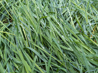 Vollformatige Aufnahme von Gras mit Tautropfen