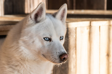 Siberian husky dog with white fur and blue eyes