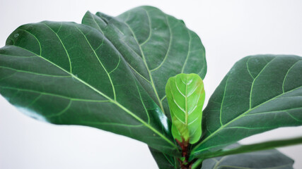 Creative layout of colorful tropical leaves on a white background. Minimal summer exotic concept with copy space. there is a beautiful ficus tree. Stylish modern interior. Green house plant