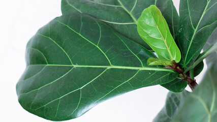 Creative layout of colorful tropical leaves on a white background. Minimal summer exotic concept with copy space. there is a beautiful ficus tree. Stylish modern interior. Green house plant