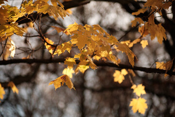 Autumn leaves