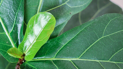 Creative layout of colorful tropical leaves on a white background. Minimal summer exotic concept with copy space. there is a beautiful ficus tree. Stylish modern interior. Green house plant