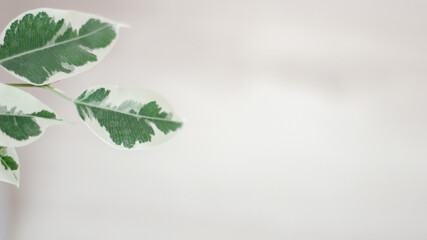 Creative layout of colorful tropical leaves on a white background. Minimal summer exotic concept with copy space. The green leaves are located on the left