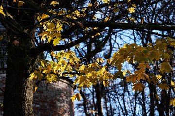 Trees in park at sunset