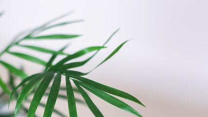 A fresh green foliage on white background - perfect for an interior. light green leaves house plant. Green leaves texture.