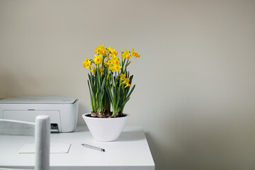 Blooming daffodils in a white ceramic pot in the home interior on a white background