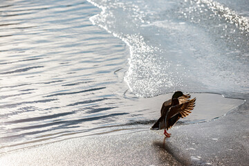 duck on the beachnacka,sverige,stockholm,sweden