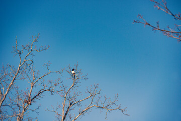 bird on a branchnacka,sverige,stockholm,sweden
