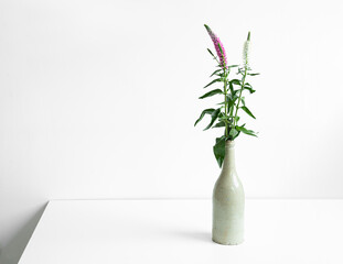 Flowers in an old ceramic gray bottle on a white background, the concept of minimalism and connection with nature