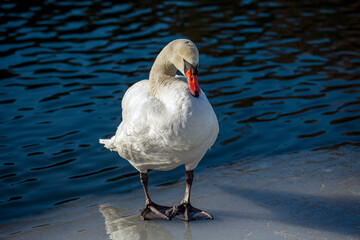 swan on the waternacka,sverige,stockholm,sweden