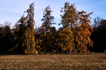 Trees in park at sunset