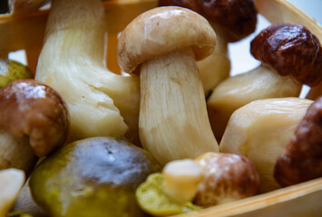 Fresh porcini mushrooms collected in the forest for cooking.