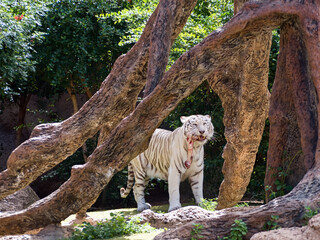 A white tiger with brown stripes stands under a tree