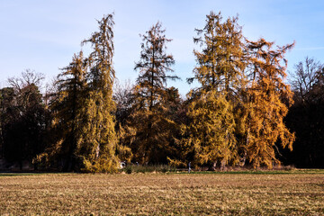 Trees in park at sunset