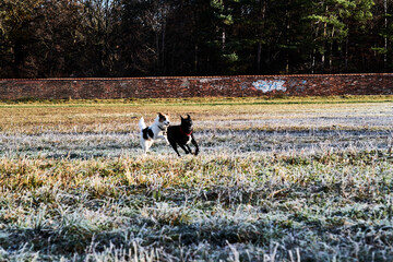Dogs playing in the winter on a frozen meadow