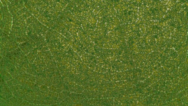 Plant nanobionics . Nano structures on surface of leaf. Nanomaterial extreme close up  macro view . 3d animation rendering concept . Slow motion Organic background