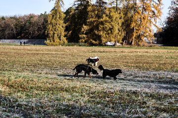 Dogs playing in the winter on a frozen meadow