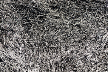 Background from the ashes of the burnt grass. Plant ash on the field after the fire burned. Abstract background