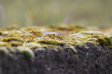 moss on the stone