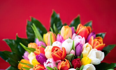 Fototapeta premium Colorful bouquet of tulips on red background. Spring tulip flowers. Greeting card with copy space for Valentine's Day, Woman's Day and Mother's Day.
