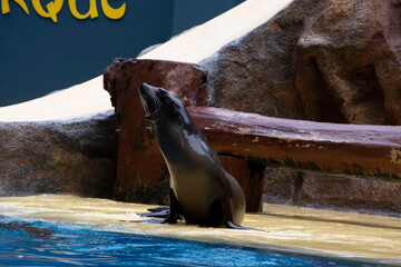 Teneryfa, Loro Parque. Foka © Kamila