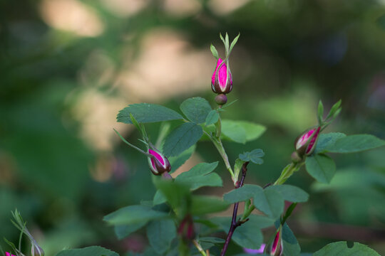 Pink unopened buds on the branch of wild rose.