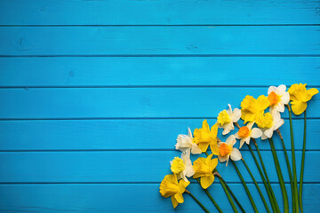 Colorful daffodil flowers on blue wooden background. Spring Narcissus flowers. Greeting card with copy space for Valentine's Day, Woman's Day and Mother's Day.