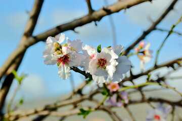 blossom in spring