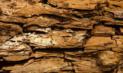 Close-Up of rotting wood, texture of the old spoiled wood damaged, brown color