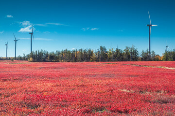 Canada, New Brunswick, Acadian Peninsula. Little Shippagan, wind turbines and cranberry field in...