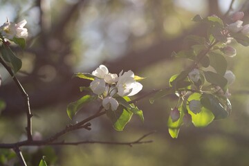 Apple branch with flowers bathed in the yellow evening light of the sun