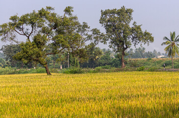 Bullapur, Karnataka, India - November 9, 2013: View over wide green-yellow landscape with riping rice fields under blue sky. Green spots of foliage sprinkled as belt between the two.