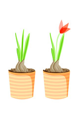 Isolated elements on a white background. Set of flower pots. Potted plant bulb and flowering stage. Garden. Spring. Vector in flat style. Suitable for illustrations, posters.
