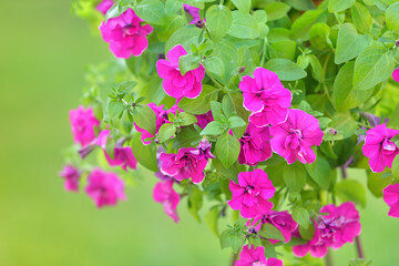 Basket of vibrant pink double surfinia flowers  or petunia in bloom hanging in summer. Background of group blooming petunia surfinia. Colorful decorative flowers on the balcony.