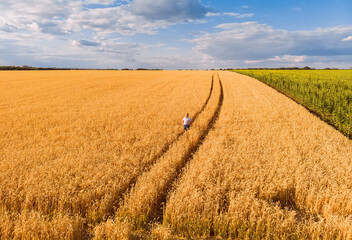 Aerial view of farmer standing in golden ripe wheat field and observing crops. Image is taken from drone.