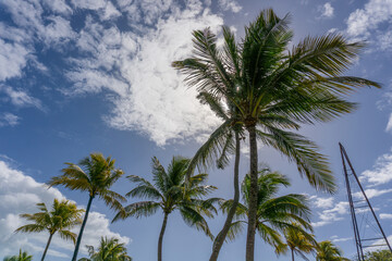 Obraz premium palm trees and blue sky