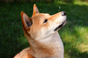 Intelligent schauender Hund von der Rasse Shiba Inu. Mit spannung wartet er. Intensives Rotes Fell.