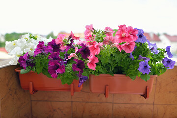 Basket of vibrant purple surfinia flowers  or petunia in bloom hanging in summer.
Background of group blooming petunia surfinia. Colorful decorative flowers on the balcony. Selective focus
