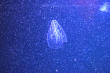 Jellyfish