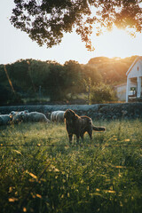 A nice brown dog protecting