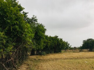 landscape with trees