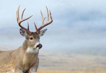 Portrait of a large Whitetail Deer buck in an open meadow, with a moody overcast sky in the...
