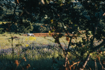 A beautiful white horse is eating in a green field