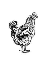 Vector hand-drawn hen standing isolated on white background,farm bird