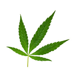 Green Cannabis leaf isolated on white. Hemp leaf cutout close up. Marijuana drugs is produced from...