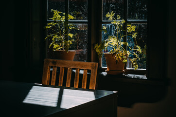 geranium on the window in an old cafe in summer